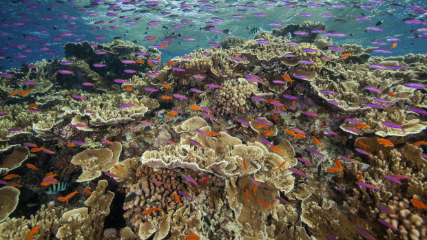 ‘Don’t put lipstick on it’: UN to inspect Great Barrier Reef ahead of critical status decision
