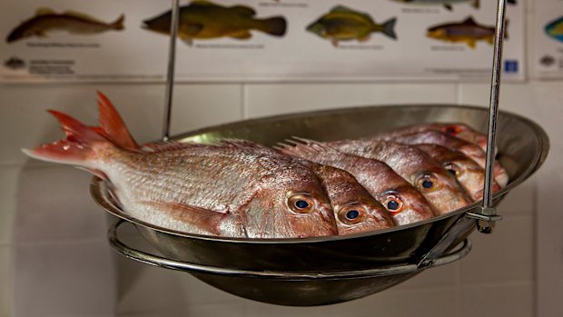 WA’s sweeping fishing ban was brought in to protect fish stocks of species including pink snapper.