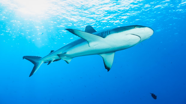 Removal of shark nets puts human life at risk