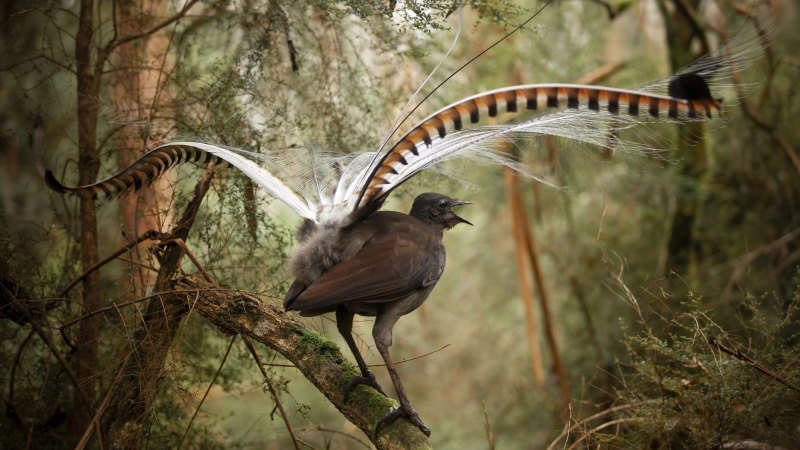 Forget worms and gophers, lyrebirds are the world's best soil shifter