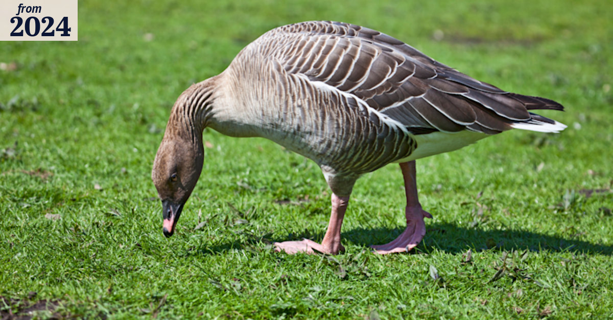 Victorian bureaucrats’ literal wild goose chase in Denmark
