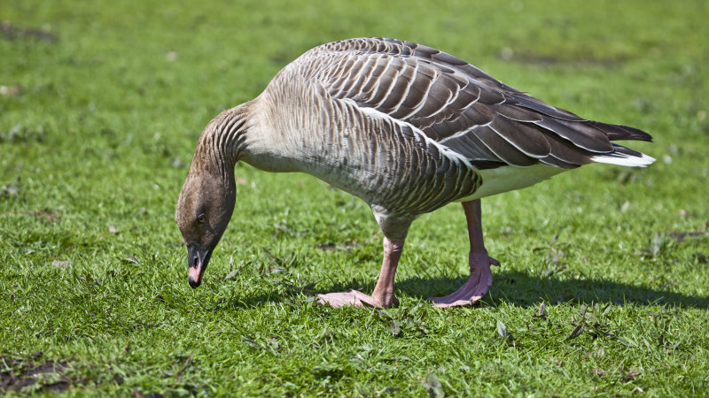 For ducks’ sake, state bureaucrats go on $31,000 wild goose chase