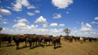 AACo has 346,000 head of cattle on properties across Queensland and the Northern Territory. 