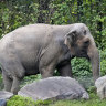 Bronx Zoo elephant “Happy” strolls inside the zoo’s Asia Habitat in New York.
