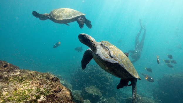 Green turtles and marine life off Isabela Island.