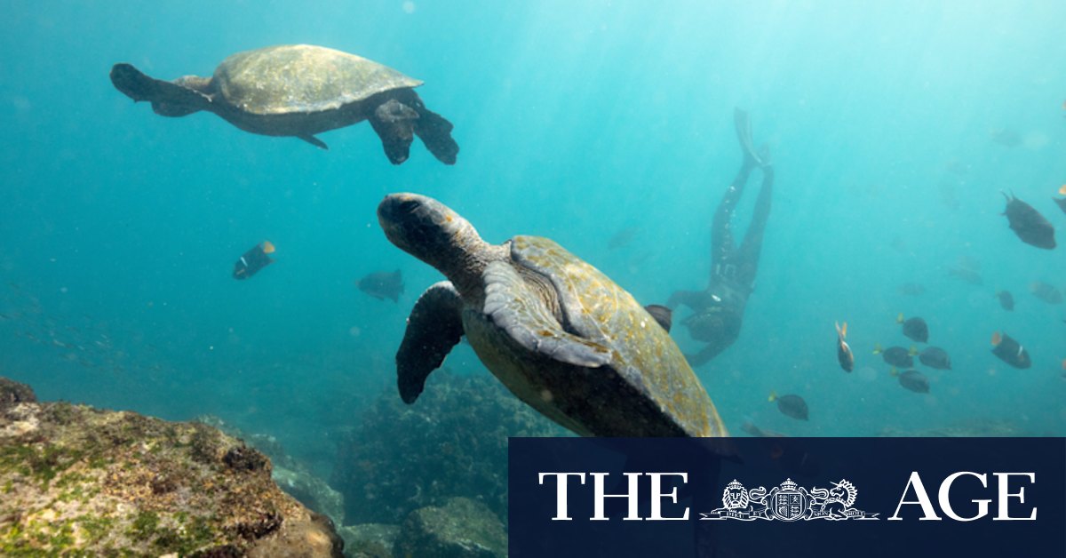 Under threat, the Galápagos still stuns in every way - Vimarsana News