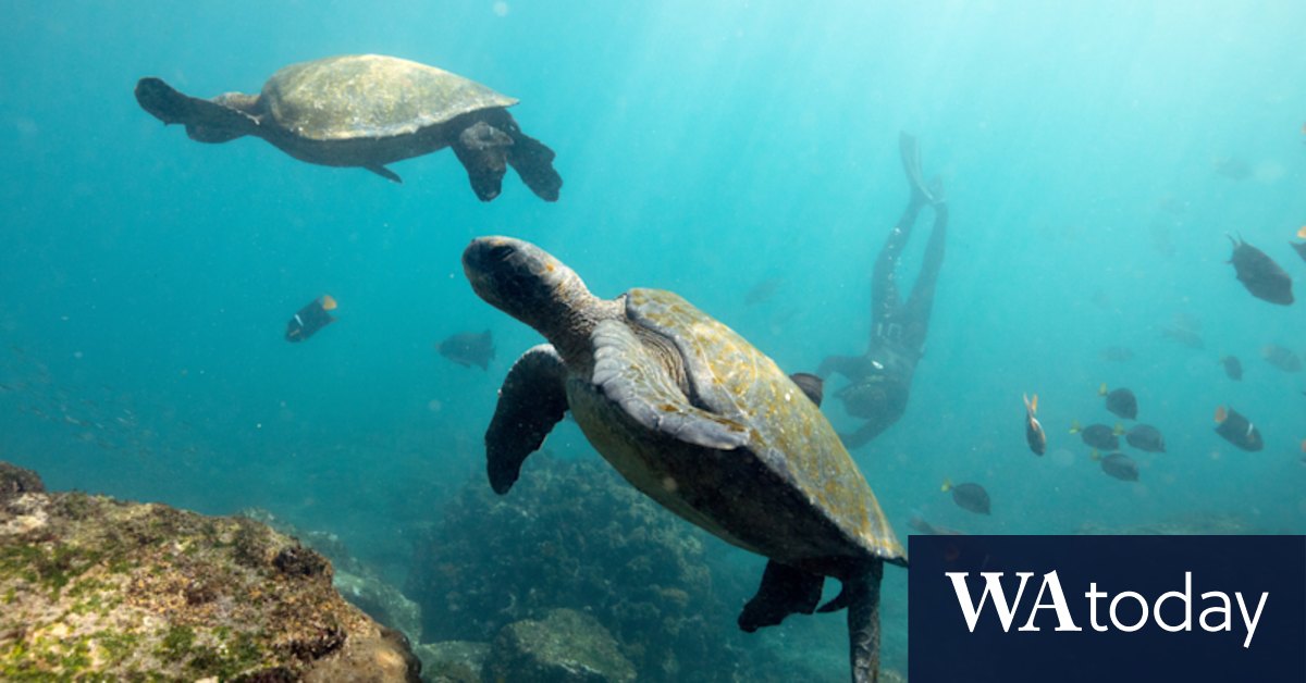 Under threat, the Galápagos still stuns in every way - Vimarsana News