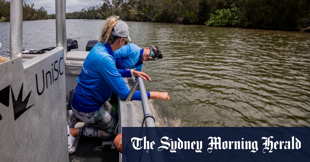 Researchers reveal how many bull sharks are in south-east Queensland waters