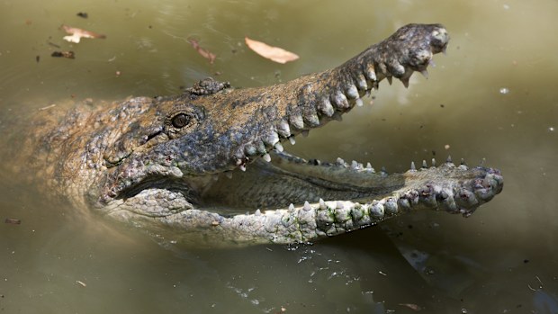The croc-infested Fitzroy River in Rockhampton will host Brisbane 2032 rowing.