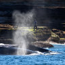 ‘Amazing’: Chance of Migaloo return as whales jostle off Sydney coast