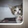 ‘There’s babies having babies’: On the front line of Melbourne’s kitten catastrophe