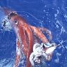 The research uncovered traces of giant squid off the coast of WA. This photo of the rarely seen sea creature was captured by Japanese researchers in 2006.