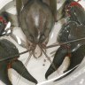 ‘What lurks beneath?’ How scientists discovered a new ‘prize-fighter’ yabby