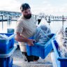 Anthony Haslewood of Revolution Fisheries loading a catch at Augusta boat ramp.