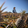 Aussies urged to tuck into Qld pineapples amid glut