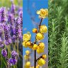 Get planting: 10 of the most aromatic plants for winter