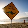 North Steyne was among a number of Sydney beaches closed after shark sightings and incidents in January.