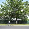Residents to fight ‘needless’ felling of 250 trees for bike path
