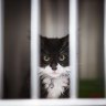 A stray cat ready for de-sexing at the Lost Dogs’ Home in North Melbourne. 
