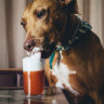 Tilly the resident dog at Caretakers Cottage bar in Melbourne.