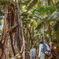 Take a bushwalk through the Gondwana World Heritage-listed rainforest