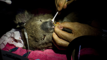 Working into the evening, Dr Lynch removes a remaining leaf from the mouth of a koala. 