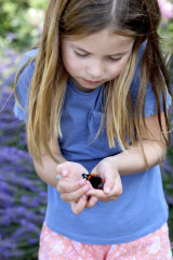 In photo provided by the Duchess of Cambridge, Britainâs Princess Charlotte holds a red admiral butterfly in Norfolk, England, as part of the Big Butterfly Count.