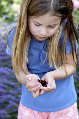 In photo provided by the Duchess of Cambridge, Britain’s Princess Charlotte holds a red admiral butterfly in Norfolk, England, as part of the Big Butterfly Count.