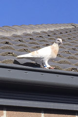 Experts suspect the pigeon that Celli-Bird has named Joe, after the US President-elect, hitched a ride on a cargo ship to cross the Pacific.