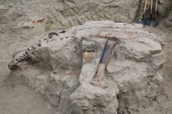 The Triceratops fossil before it was removed from its 67-million-year-old grave in Montana in the US, where it was discovered. 