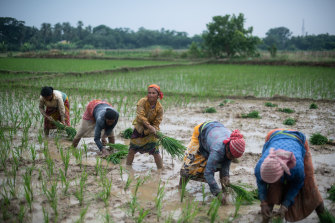 Indian farm workers transplant rice paddy amid the state’s ongoing monsoon