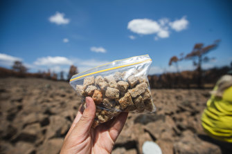 'Bogong biscuits' are a mix of nuts and worms and other tasties that mimic the nutritional value of the Bogong moths that mountain pygmy possums and other hungry marsupials like to eat. 