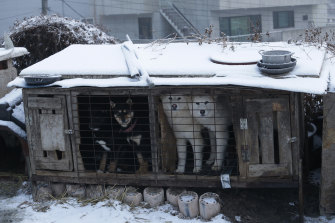 Dogs are seen in a cage at a dog meat farm in Siheung, South Korea. 