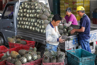 İşçiler, Tayvan'ın Nantou İlçesindeki bir dağıtım merkezinde hasat edilen ananasları ayıklıyor.  Çin, Mayıs ayında ananas ithalatını engelleme hamlesiyle Tayvan'ı şaşırttı.