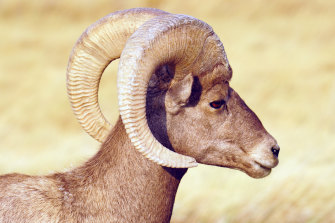 Researchers have discovered animals, including the bighorn sheep (pictured) are displaying evolutionary changes much faster than was believed possible.