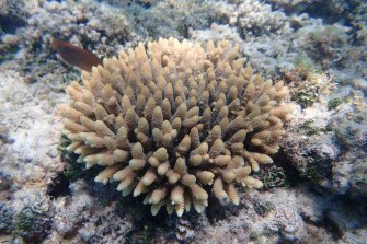 Replanted acropora coral near Heron Island that has grown from collected coral spawn in 2016 that has spawaned for the first time in November 2021.