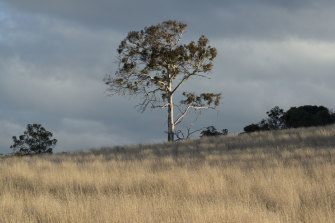 Video still from Julie Gough’s installation “Witness”, which was commissioned for <i>Eucalyptusdom</i>.
