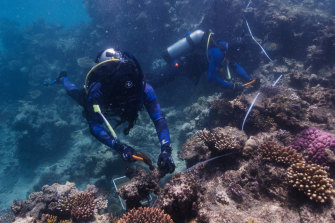 On the Opal reef off Port Douglas in north Queensland divers “replant” coral to restore growth lost to climate change.