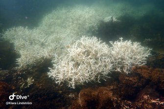 Coral bleaching near Magnetic Island on the Great Barrier Reef. The bleaching is the third such mass event in just five years.