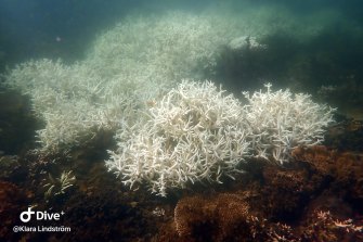 Coral bleaching near Magnetic Island on the Great Barrier Reef. The bleaching  is the third such mass event in just five years.
