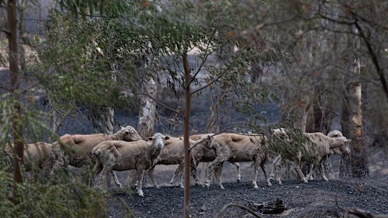Surviving sheep wander the burned lands near Longwood.