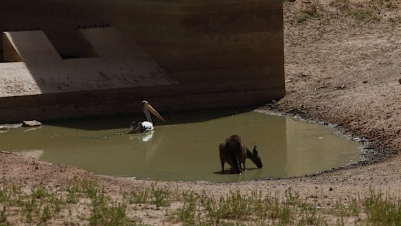 The Menindee region has been hit by several heatwaves, including four days in a row above 47 degrees last week.