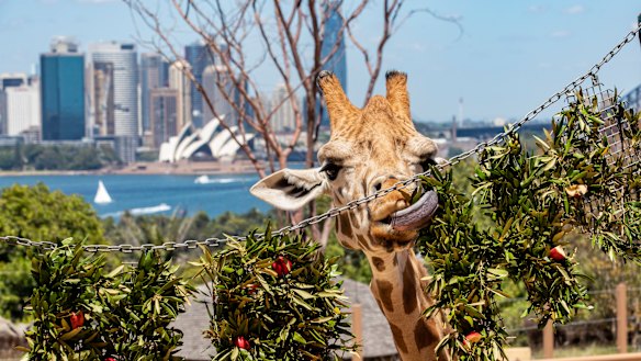 Let’s be honest, This is probably what Taylor had in mind.