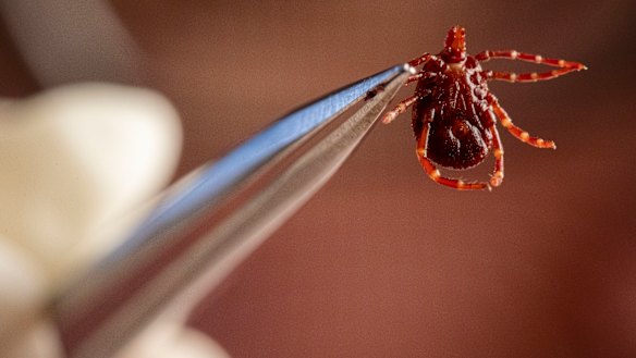 There are 16 Australian ticks known to bite humans.
