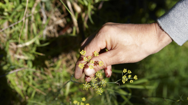 Fennel (Foeniculum vulgare) grows as a weed and, while it doesn't have a large bulbous base like cultivated fennel, all parts of it are edible.