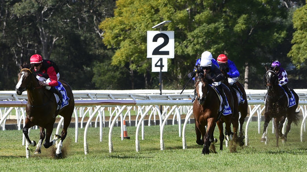 Rancho Notorious runs second to Making Whoopee at Warwick Farm a fortnight ago.