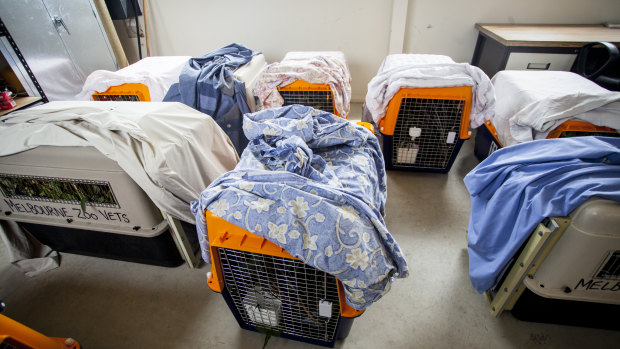 Koalas sit in transport cages at Mallacoota Airport as they await their flight.