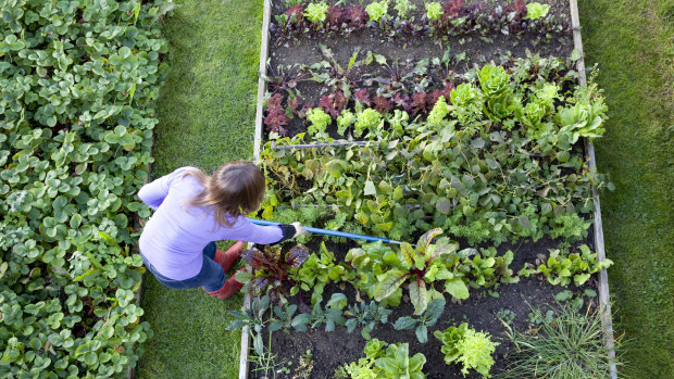 Gardening is the perfect antidote to many mental health problems.