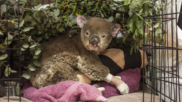 An injured koala, nicknamed Princess Fiona, has been treated at the Mallacoota triage centre for  burns to her face and paws.  