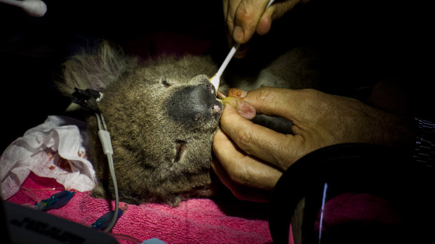 Working into the evening, Dr Lynch removes a remaining leaf from the mouth of a koala. 
